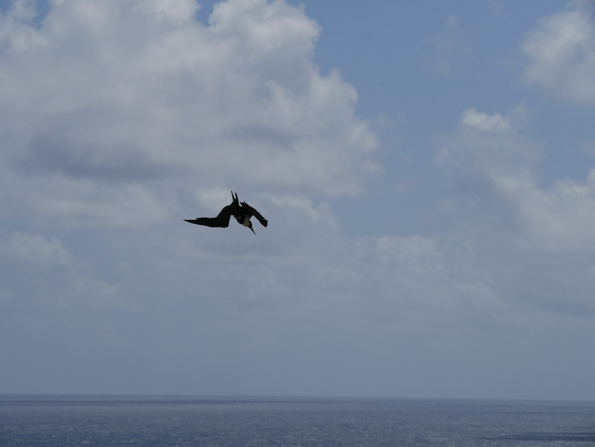 軍艦鳥 - ML623615469