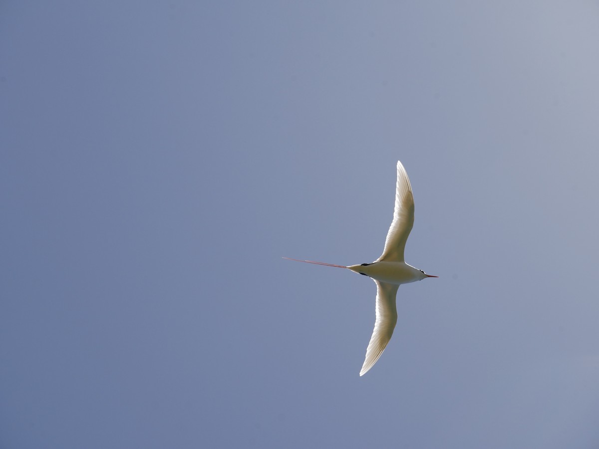 紅尾熱帶鳥 - ML623615493