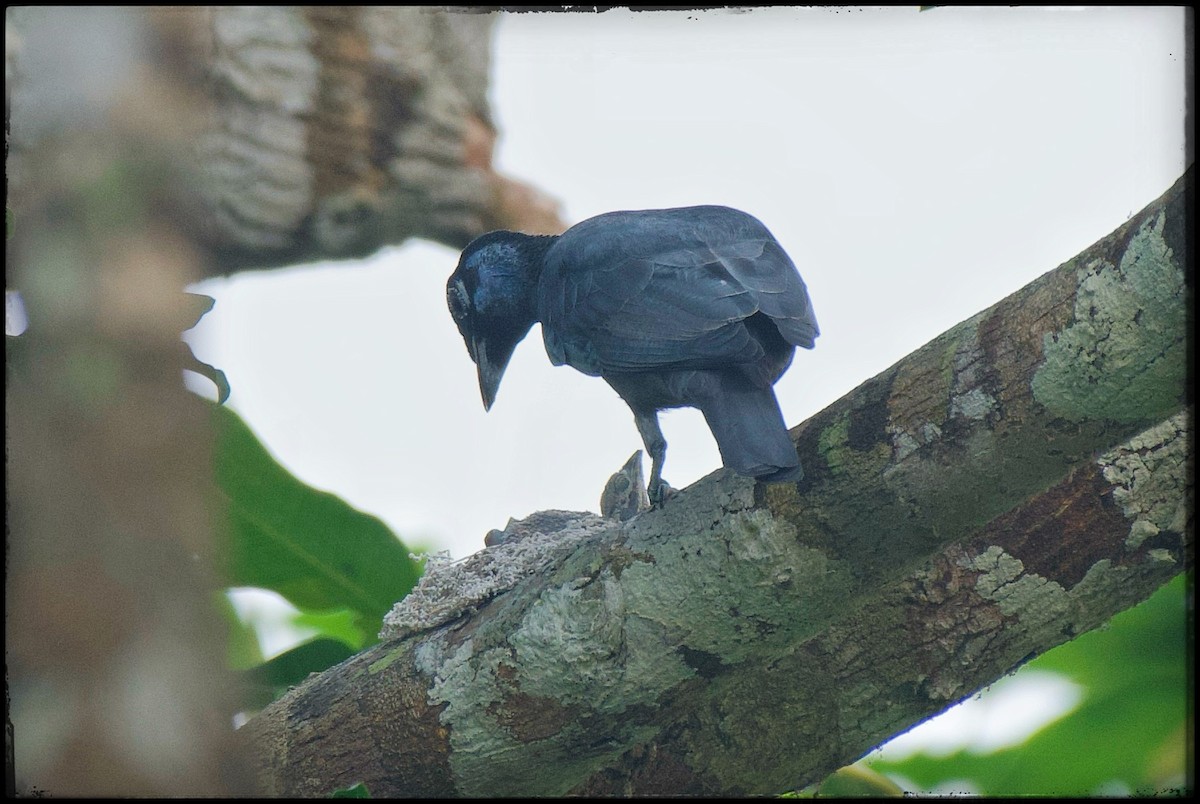 Bare-necked Fruitcrow - Beto Guido Méndez