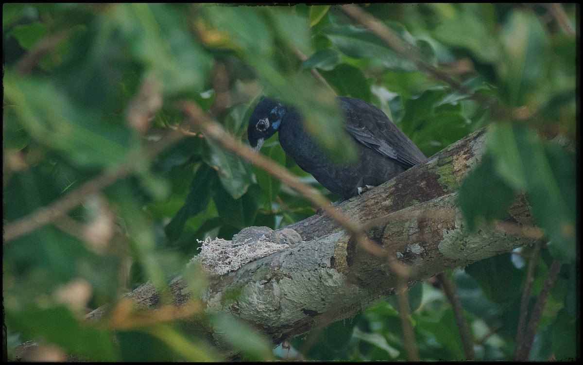 Bare-necked Fruitcrow - ML623615496