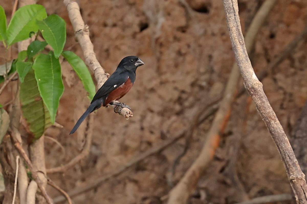 Chestnut-bellied Seed-Finch - ML623615502