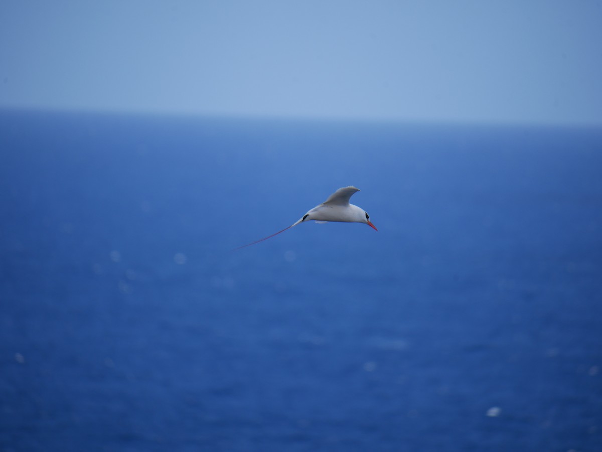 紅尾熱帶鳥 - ML623615537