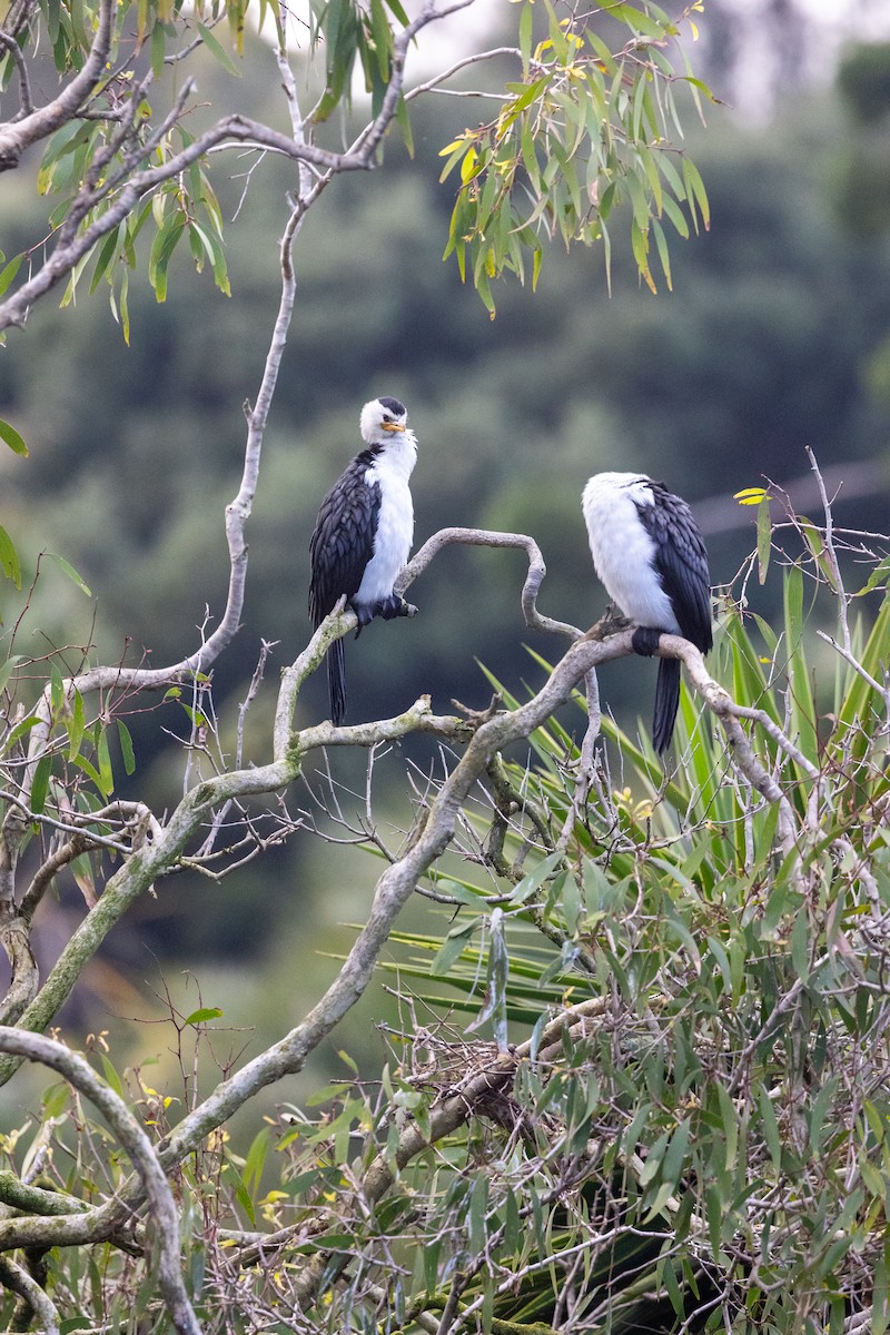 Cormorán Piquicorto - ML623615546