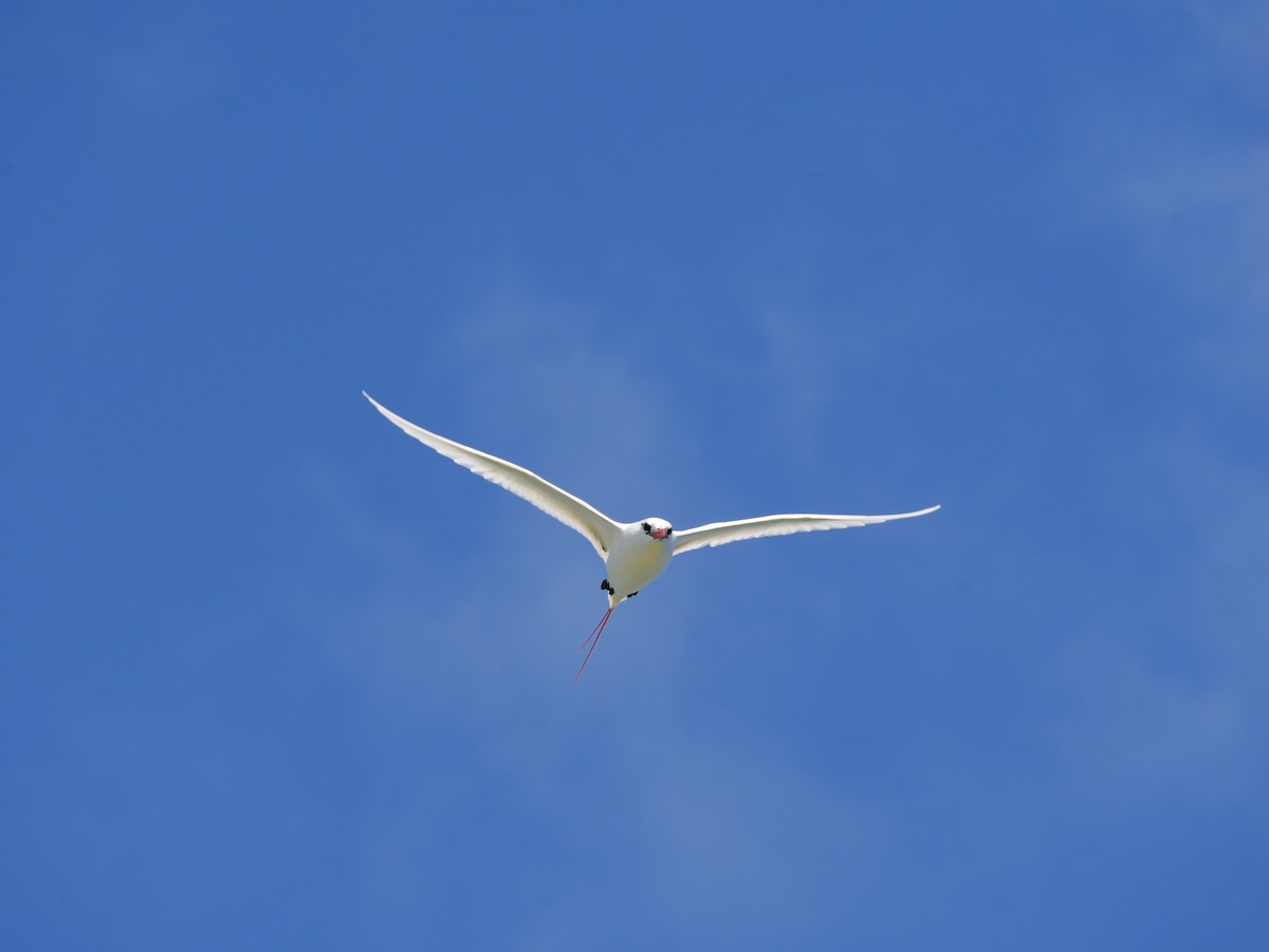 紅尾熱帶鳥 - ML623615547