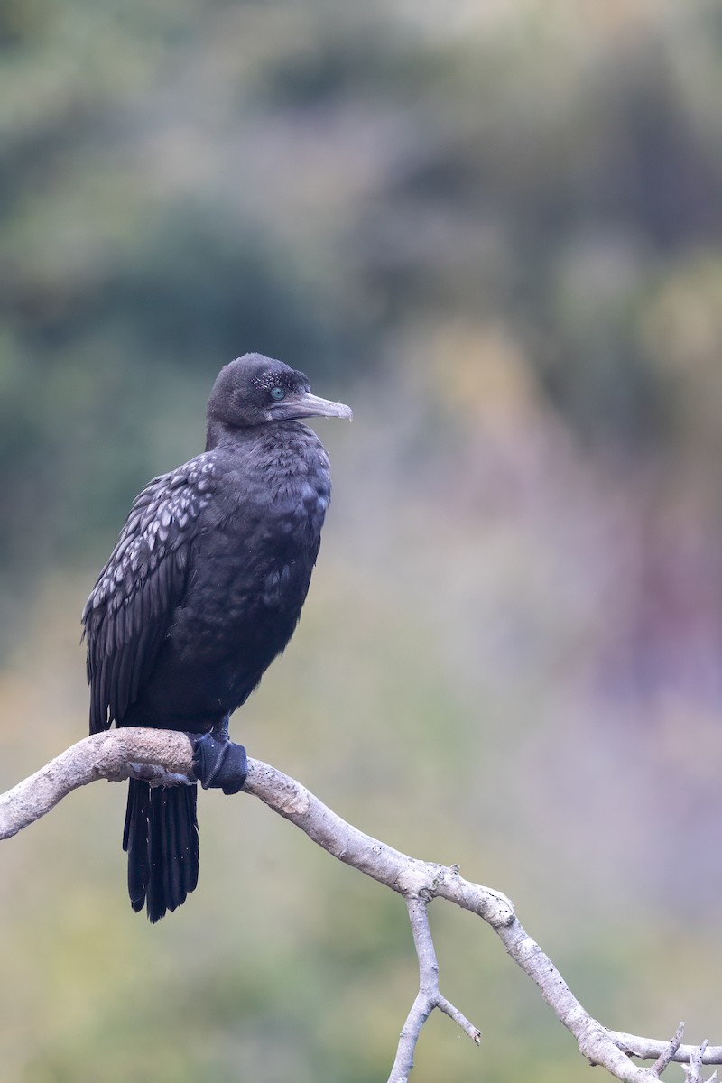 Cormorán Totinegro - ML623615550