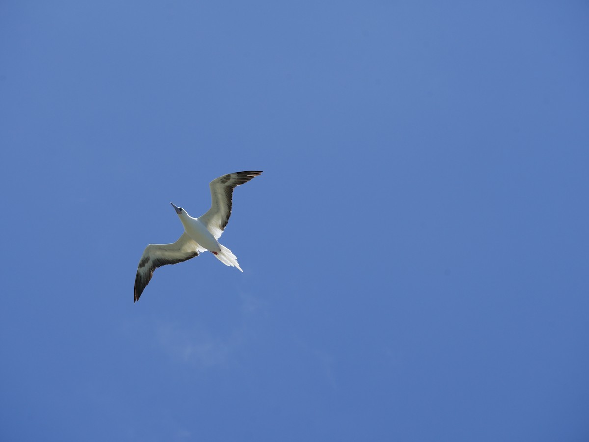 紅腳鰹鳥 - ML623615566