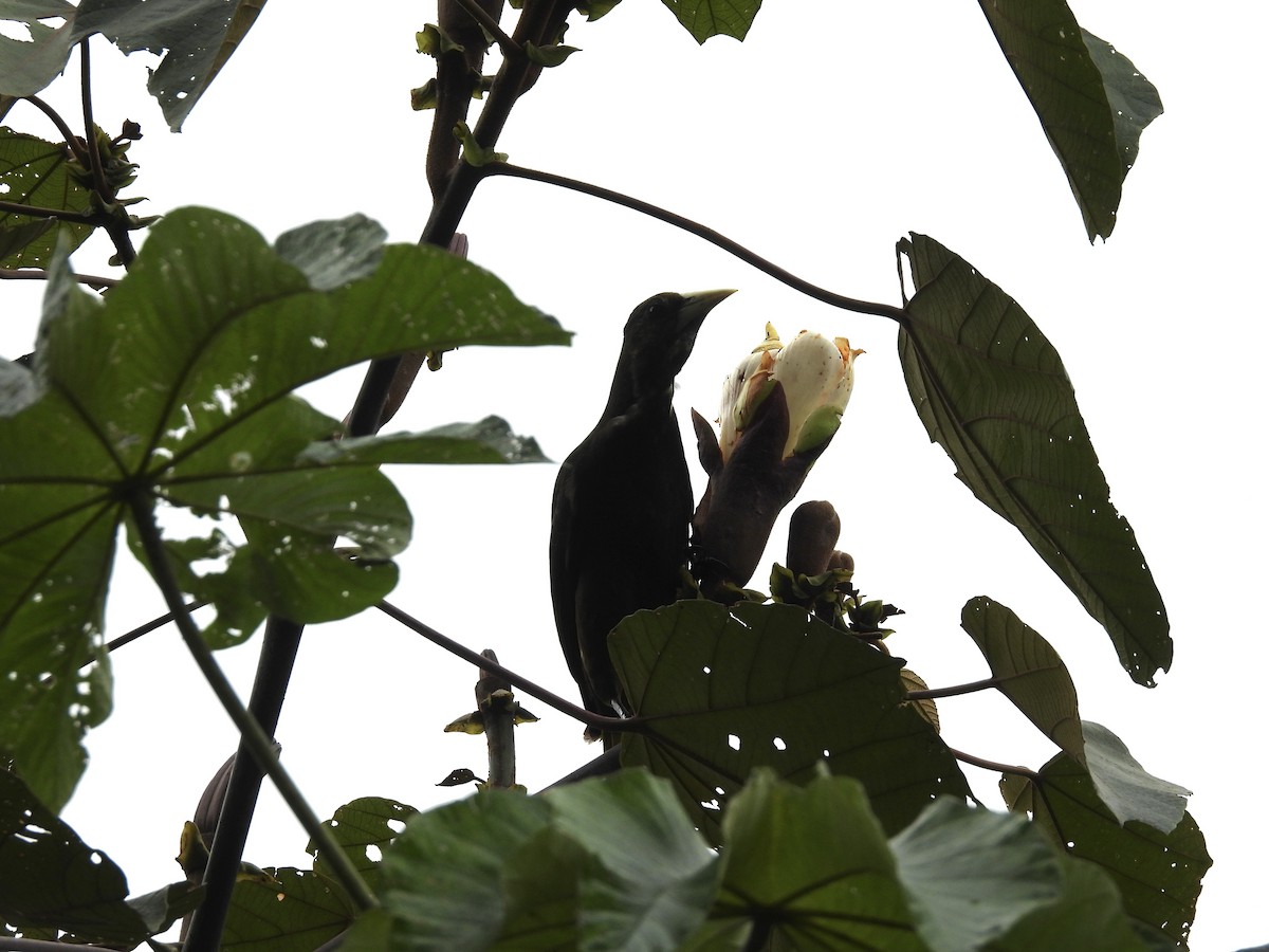 Dusky-green Oropendola - ML623615571