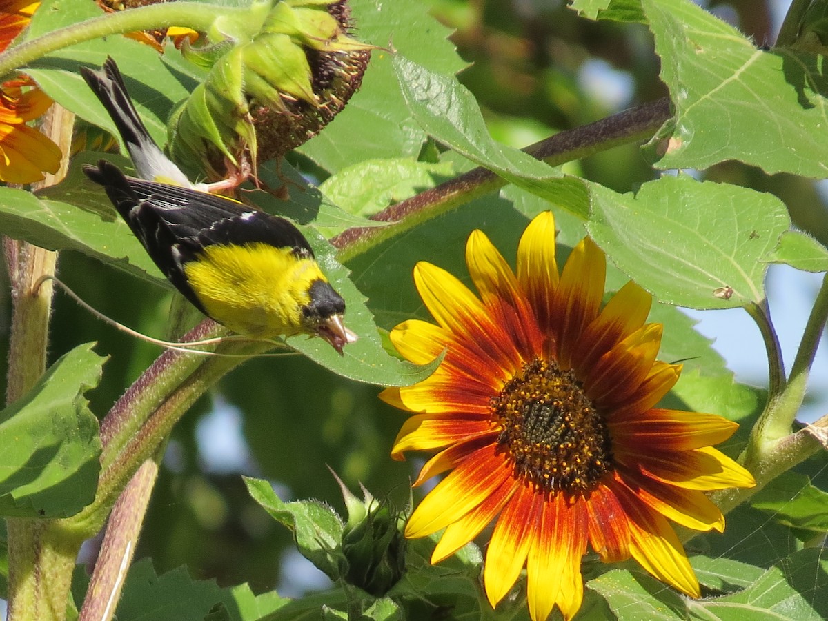 American Goldfinch - shelley seidman
