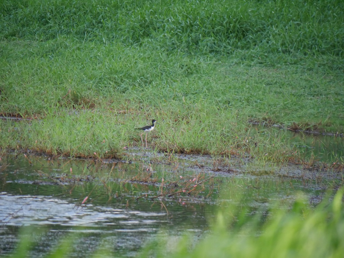 Cigüeñuela Cuellinegra (Hawaiana) - ML623615658