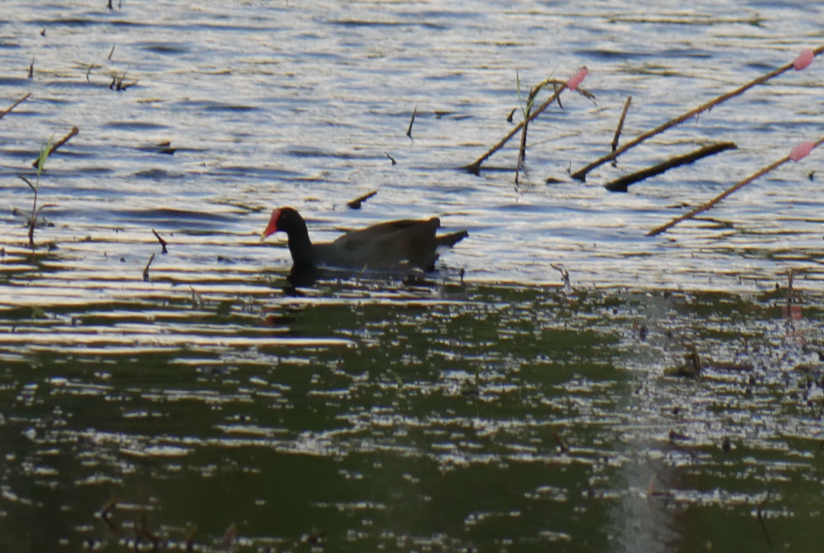 Common Gallinule (Hawaiian) - ML623615664