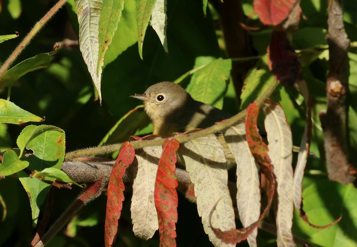 Nashville Warbler - ML623615666