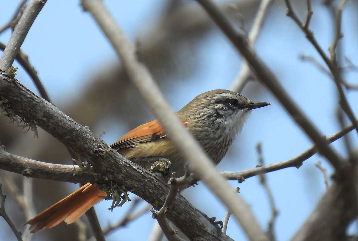 Necklaced Spinetail - ML623615676