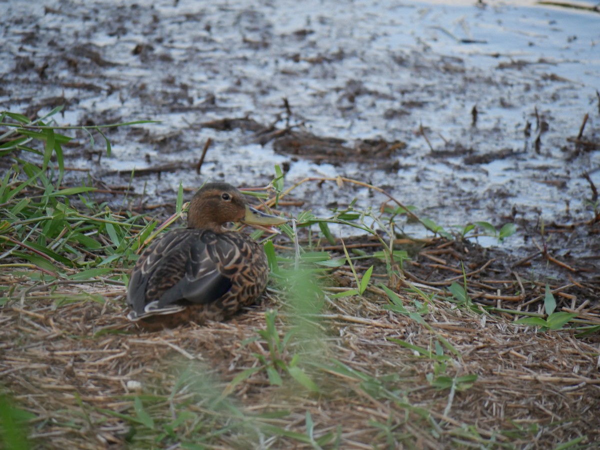 Hawaiian Duck - ML623615677