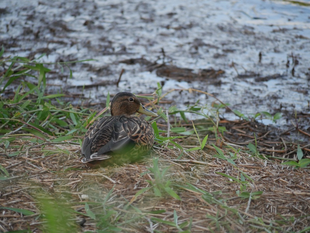 Canard des Hawaï - ML623615684