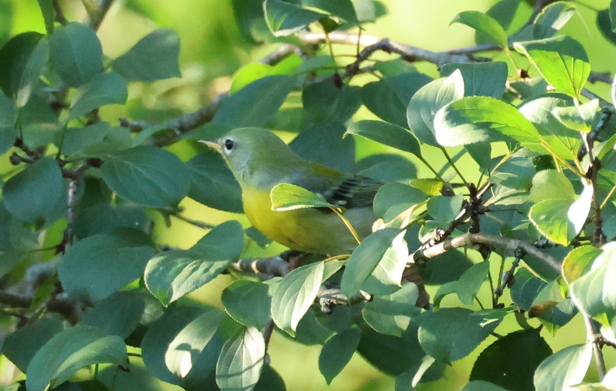 Northern Parula - ML623615689