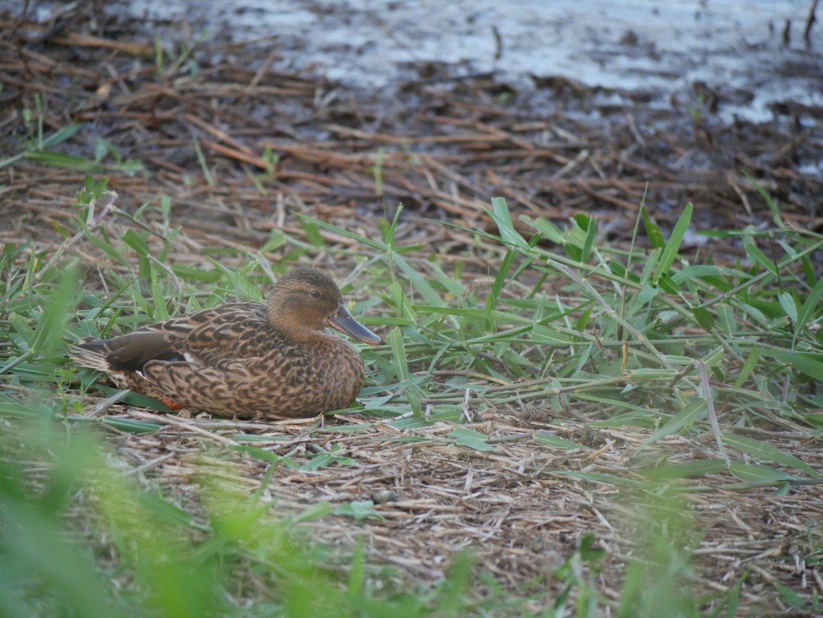 Hawaiian Duck - ML623615690