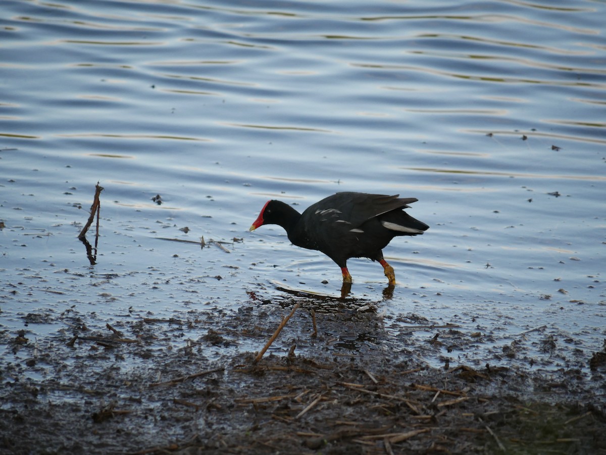Common Gallinule (Hawaiian) - ML623615693