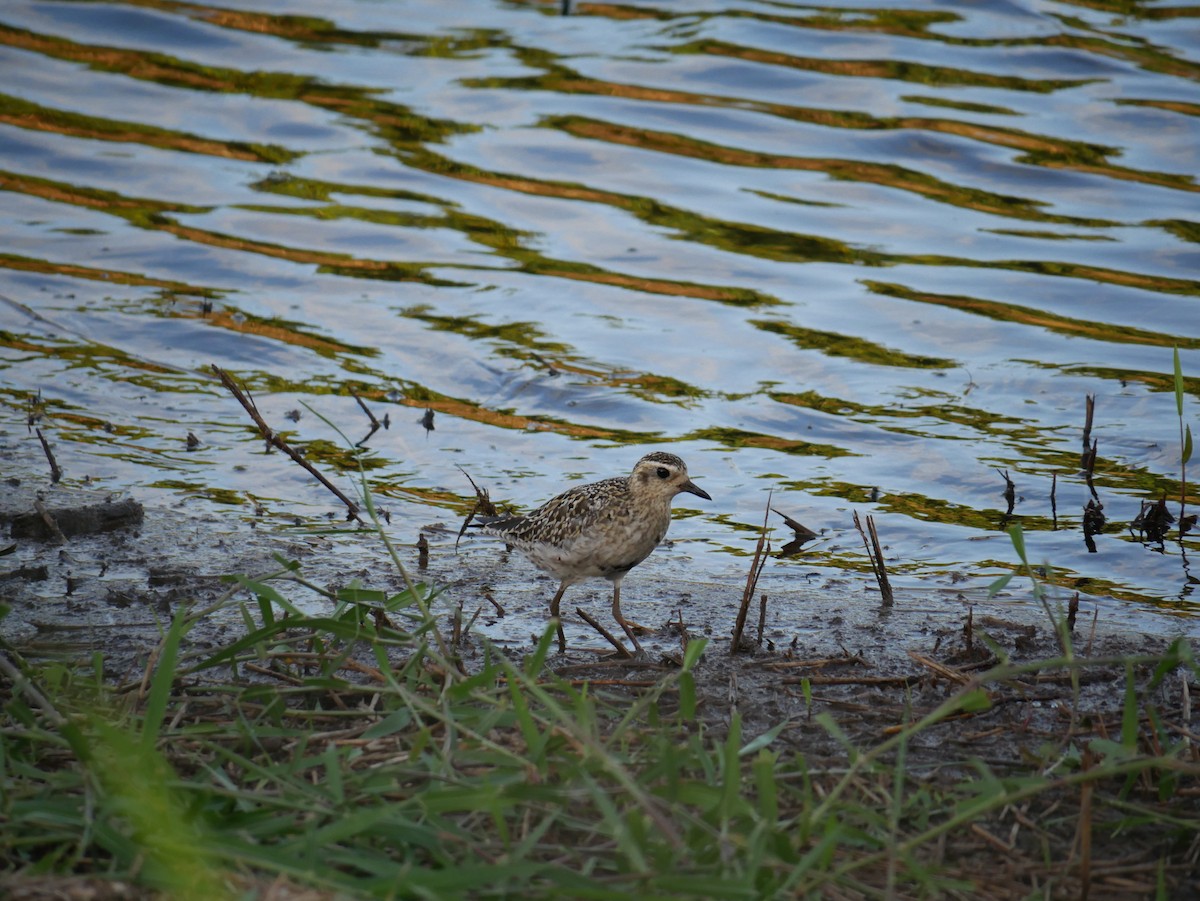 太平洋金斑鴴 - ML623615700