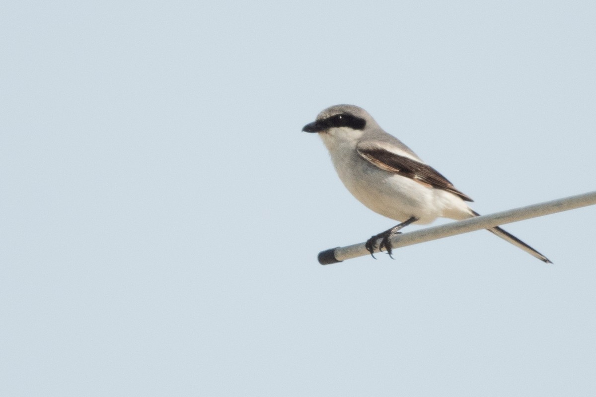 Loggerhead Shrike - Jonathan Irons