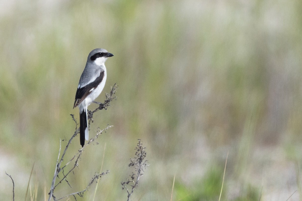 Loggerhead Shrike - ML623615709