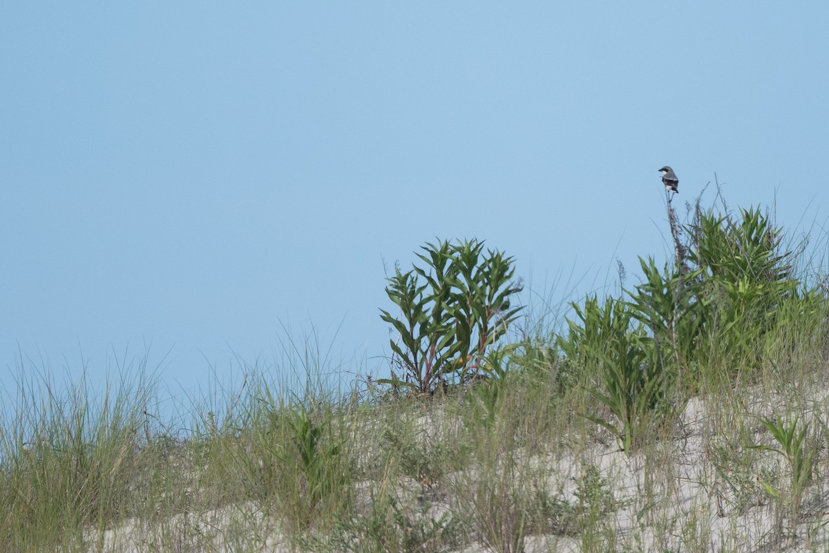 Loggerhead Shrike - ML623615710