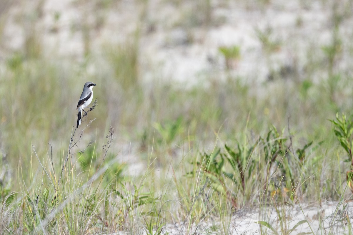 Loggerhead Shrike - ML623615711