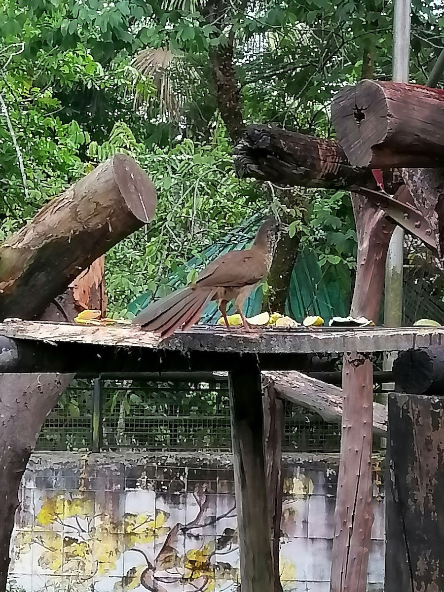 Chachalaca Moteada - ML623615719