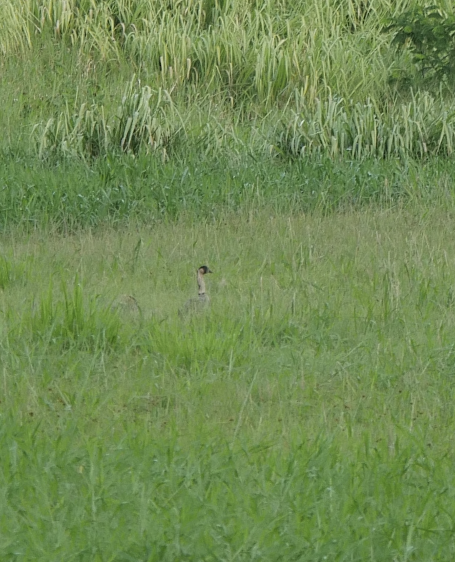 Hawaiian Goose - ML623615721