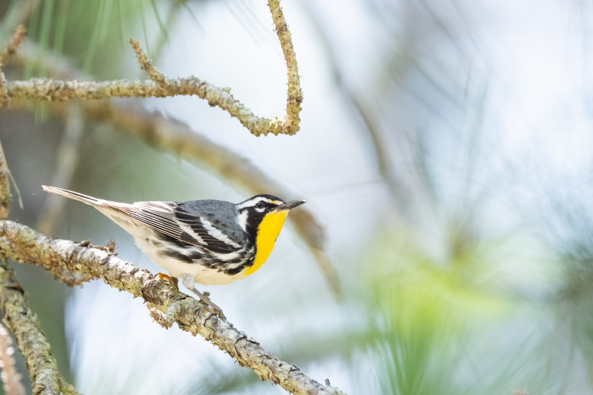 Yellow-throated Warbler (dominica/stoddardi) - ML623615730