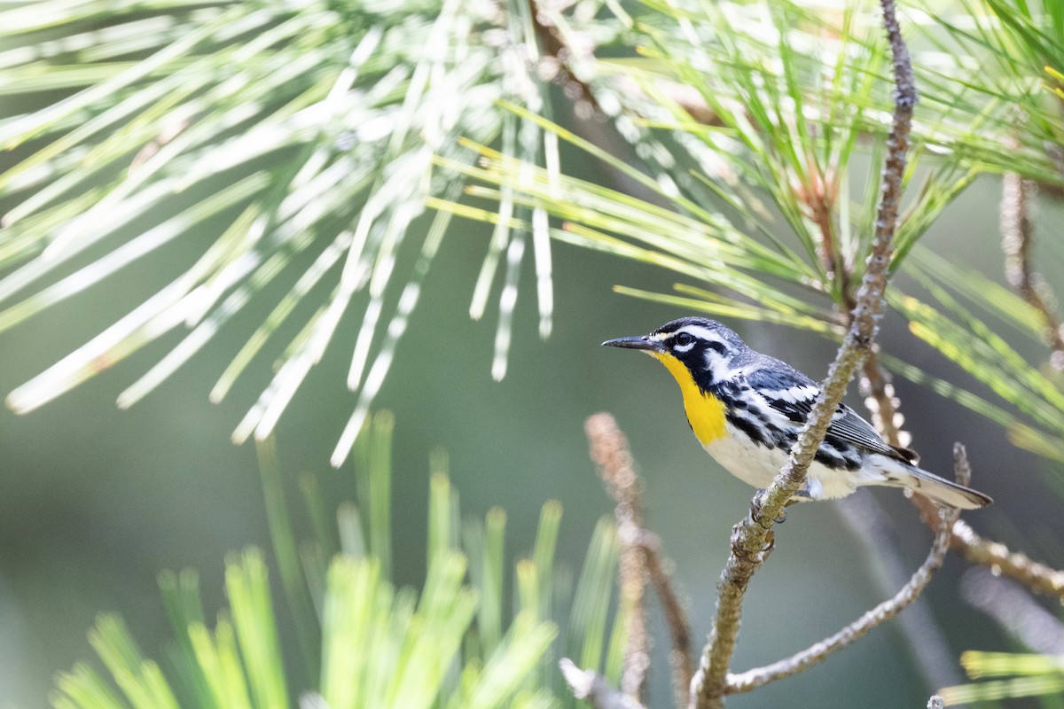 Yellow-throated Warbler (dominica/stoddardi) - ML623615731