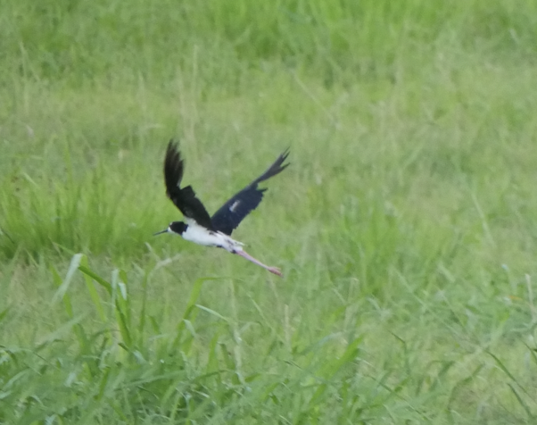 Black-necked Stilt (Hawaiian) - ML623615732