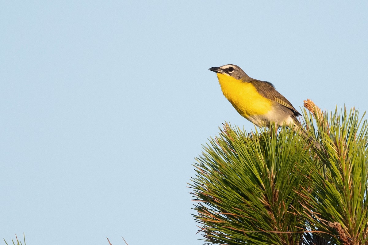 Yellow-breasted Chat - ML623615742