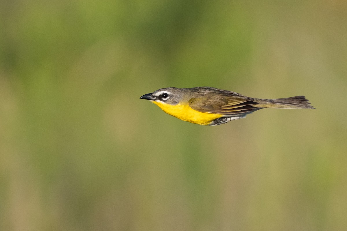 Yellow-breasted Chat - ML623615743