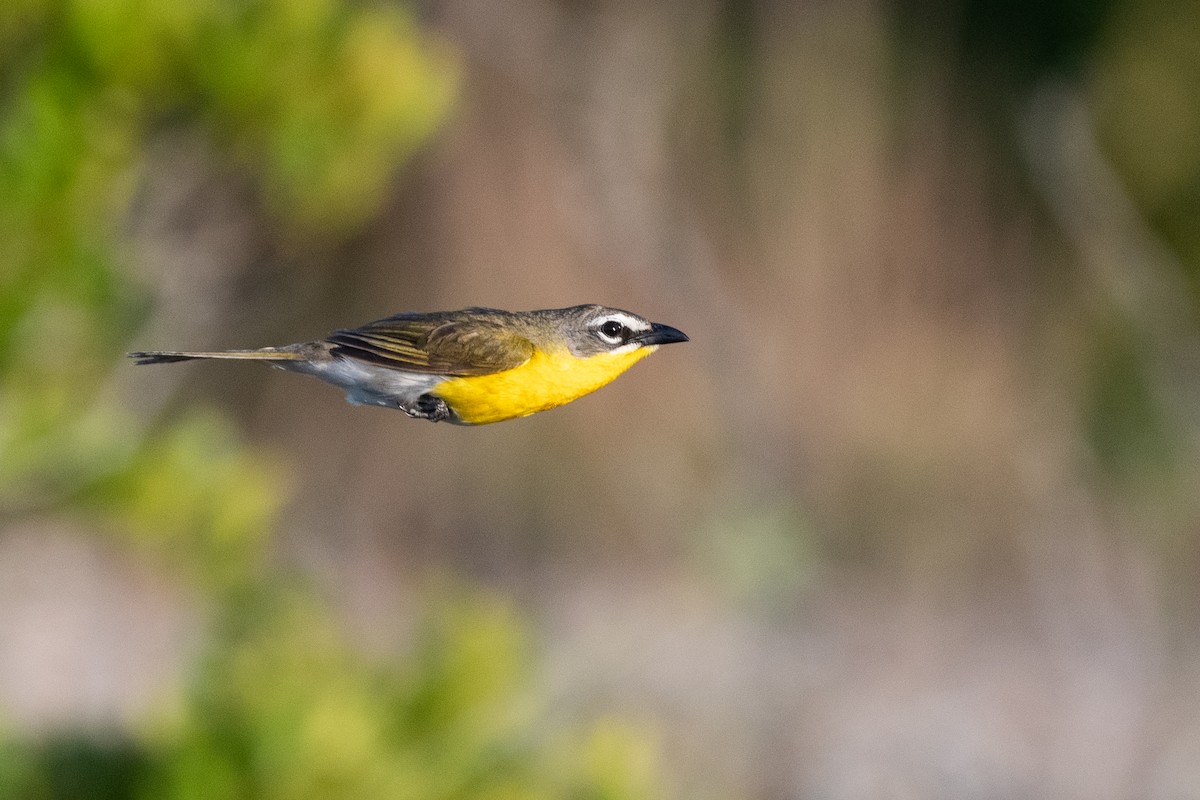 Yellow-breasted Chat - ML623615744