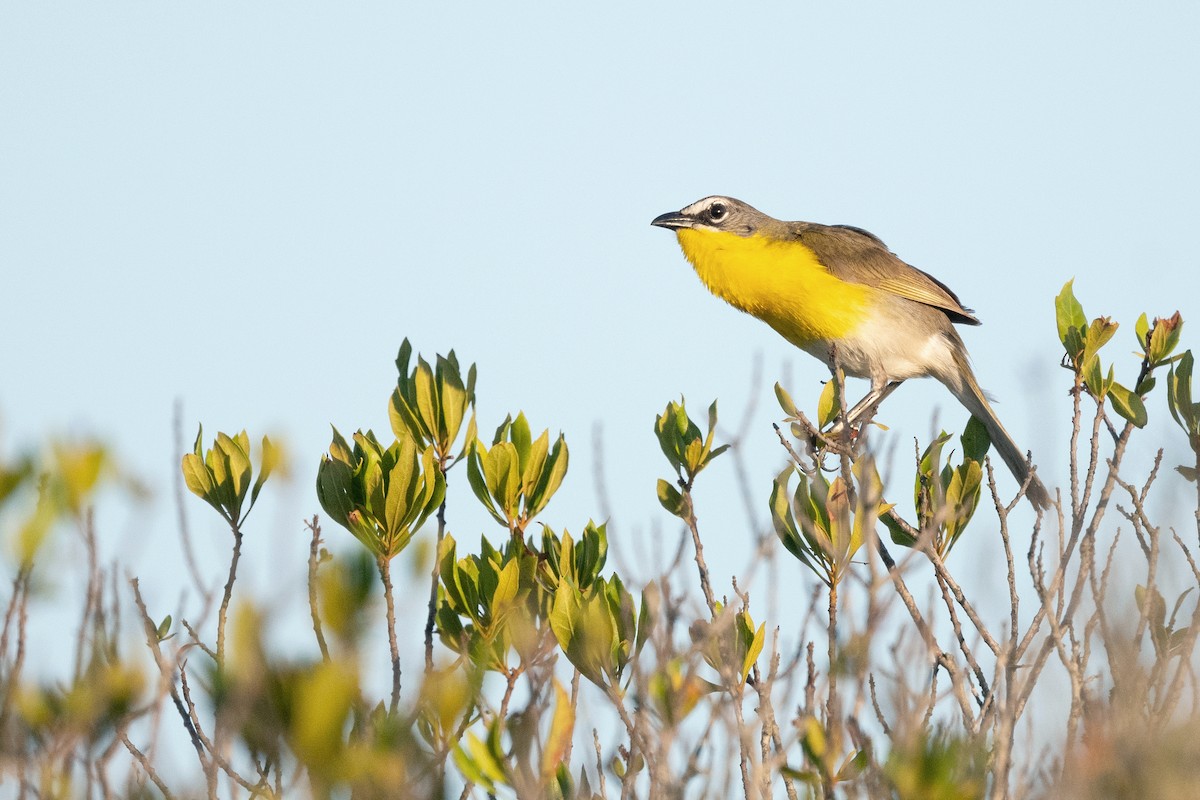 Yellow-breasted Chat - ML623615745