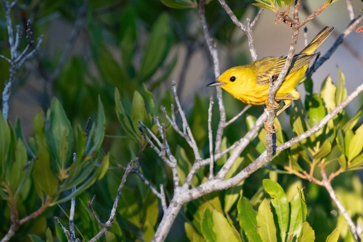 Yellow Warbler - ML623615746