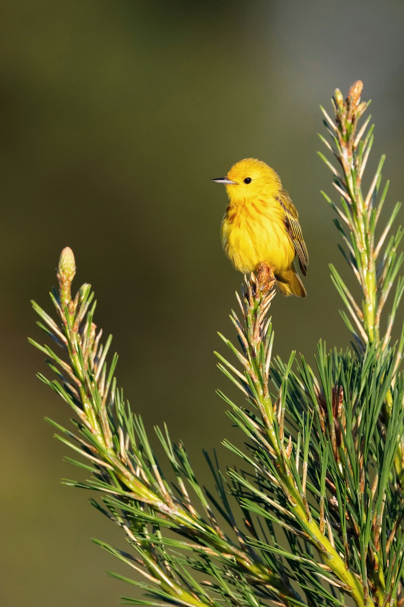 Yellow Warbler - ML623615748