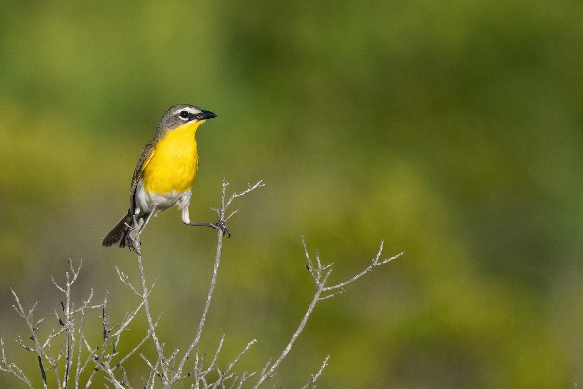 Yellow-breasted Chat - Jonathan Irons