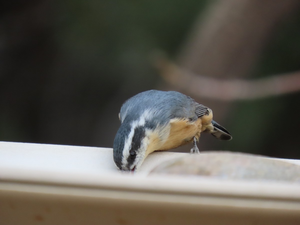 Red-breasted Nuthatch - Meg Reck