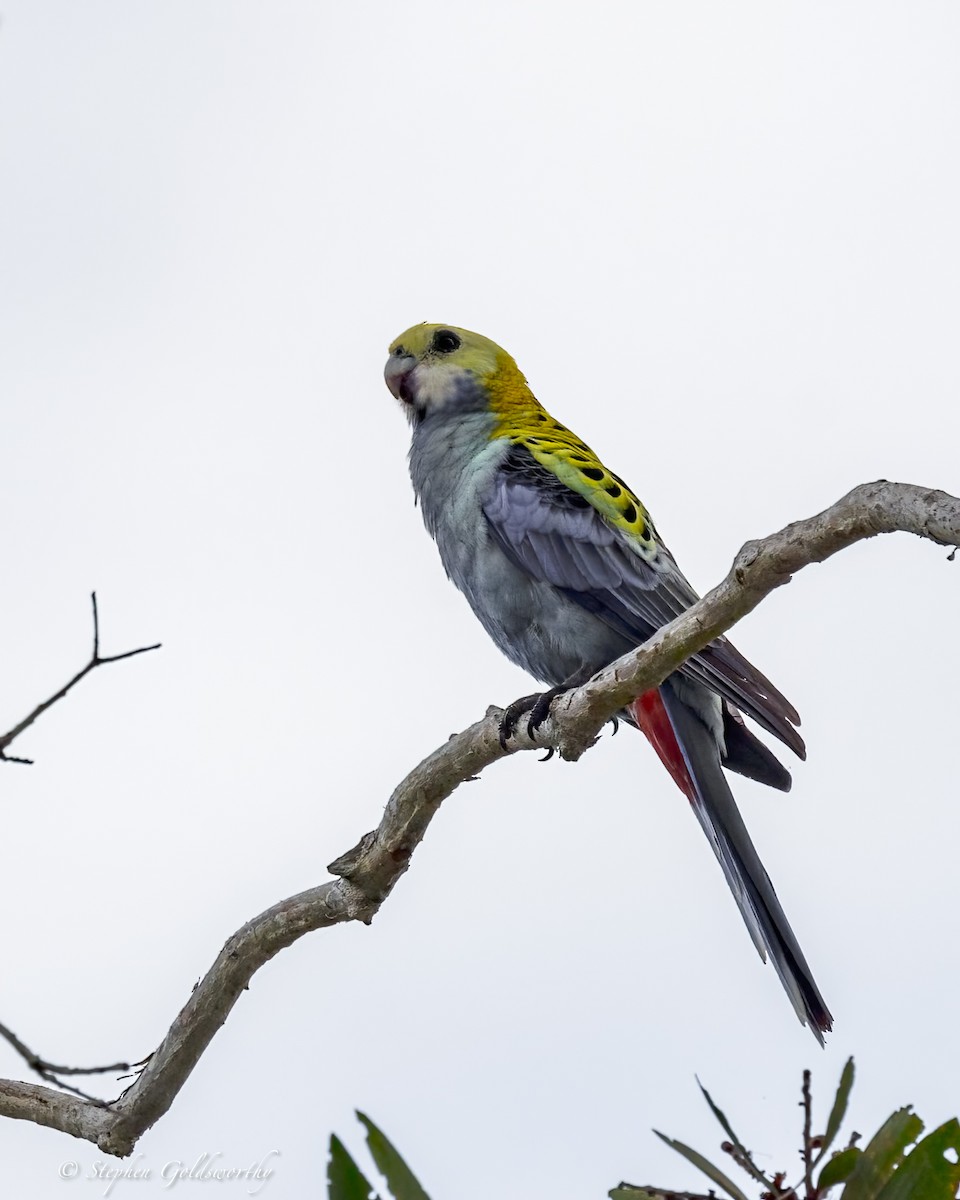 Pale-headed Rosella - ML623615824