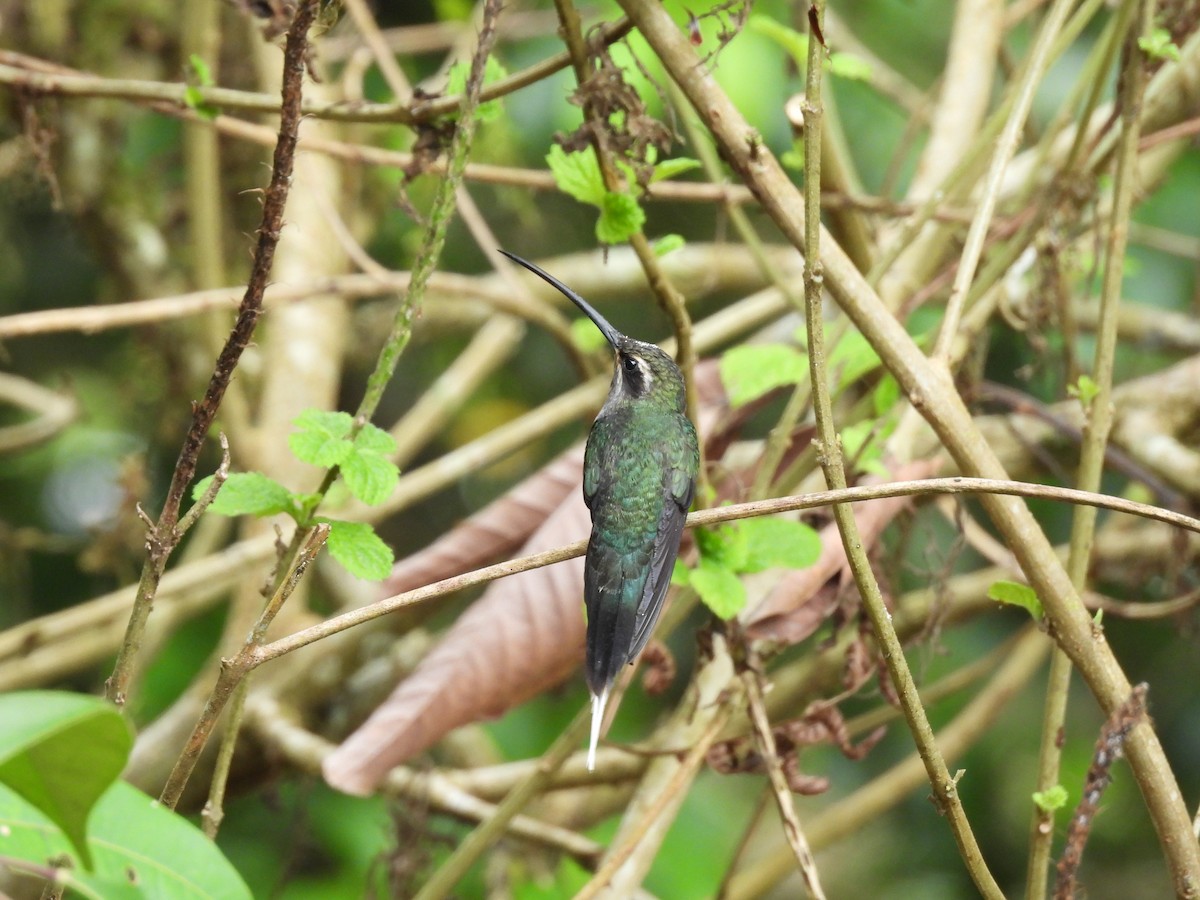 White-bearded Hermit - Bev Agler