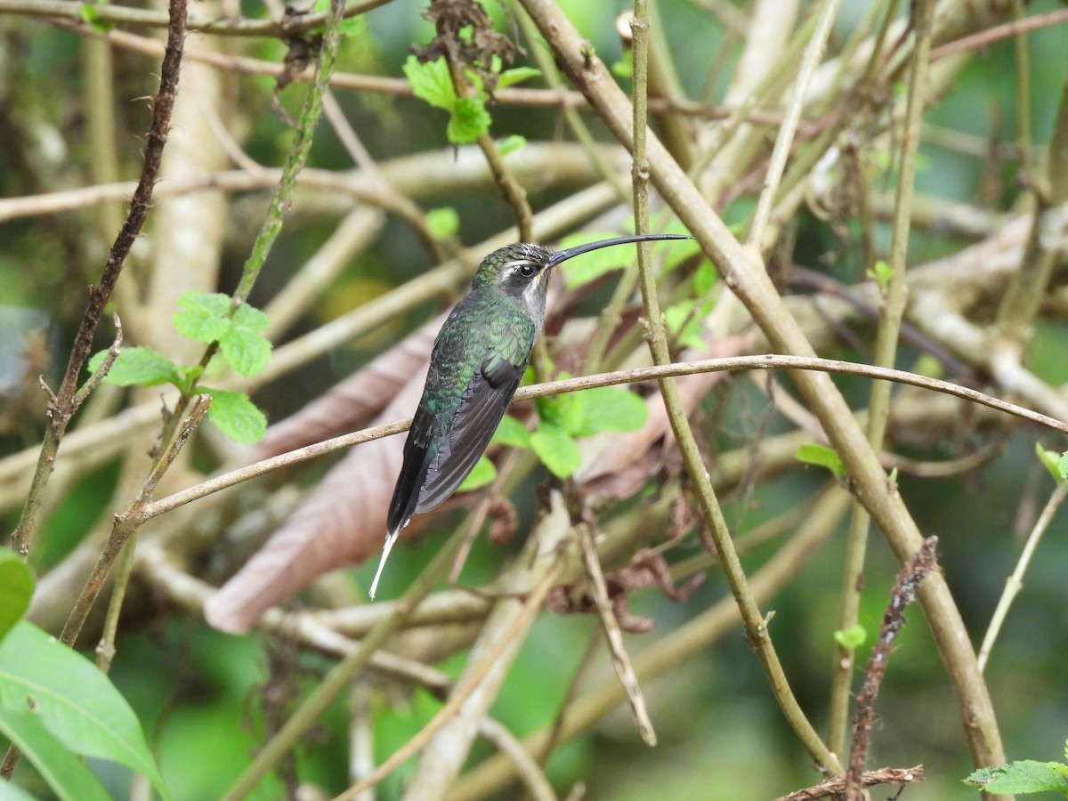 White-bearded Hermit - ML623615876