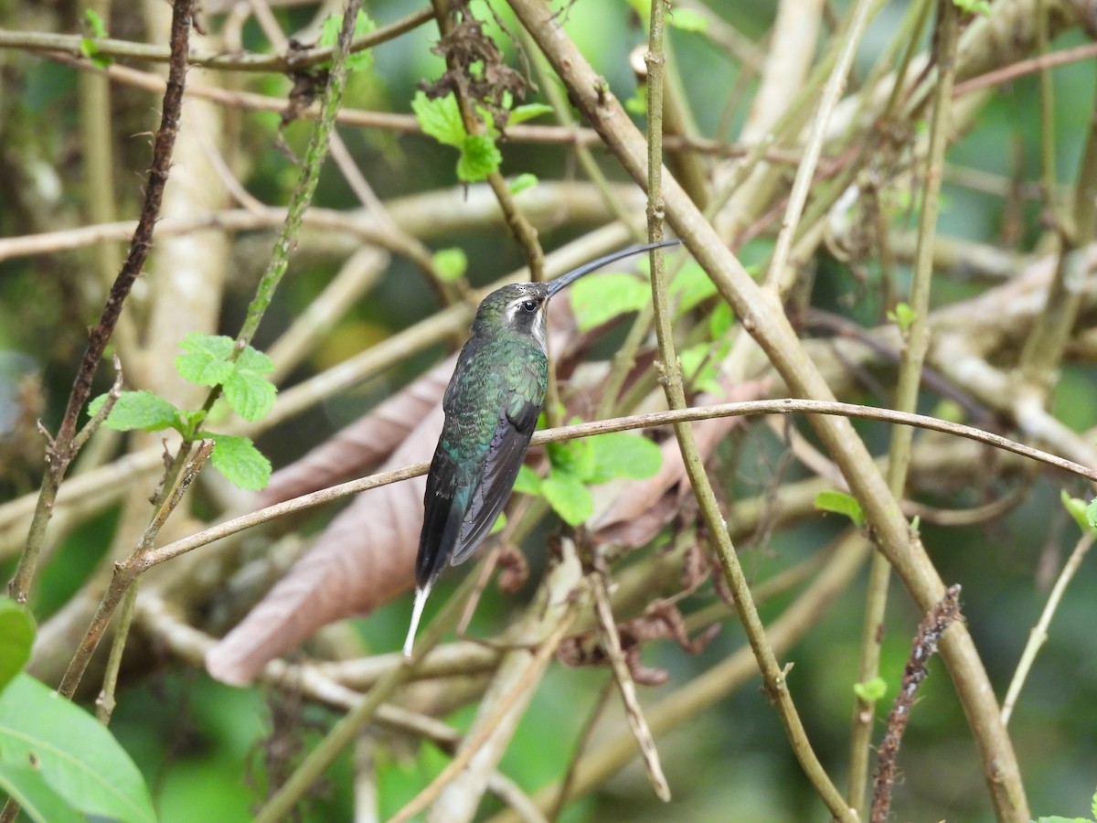 White-bearded Hermit - ML623615877