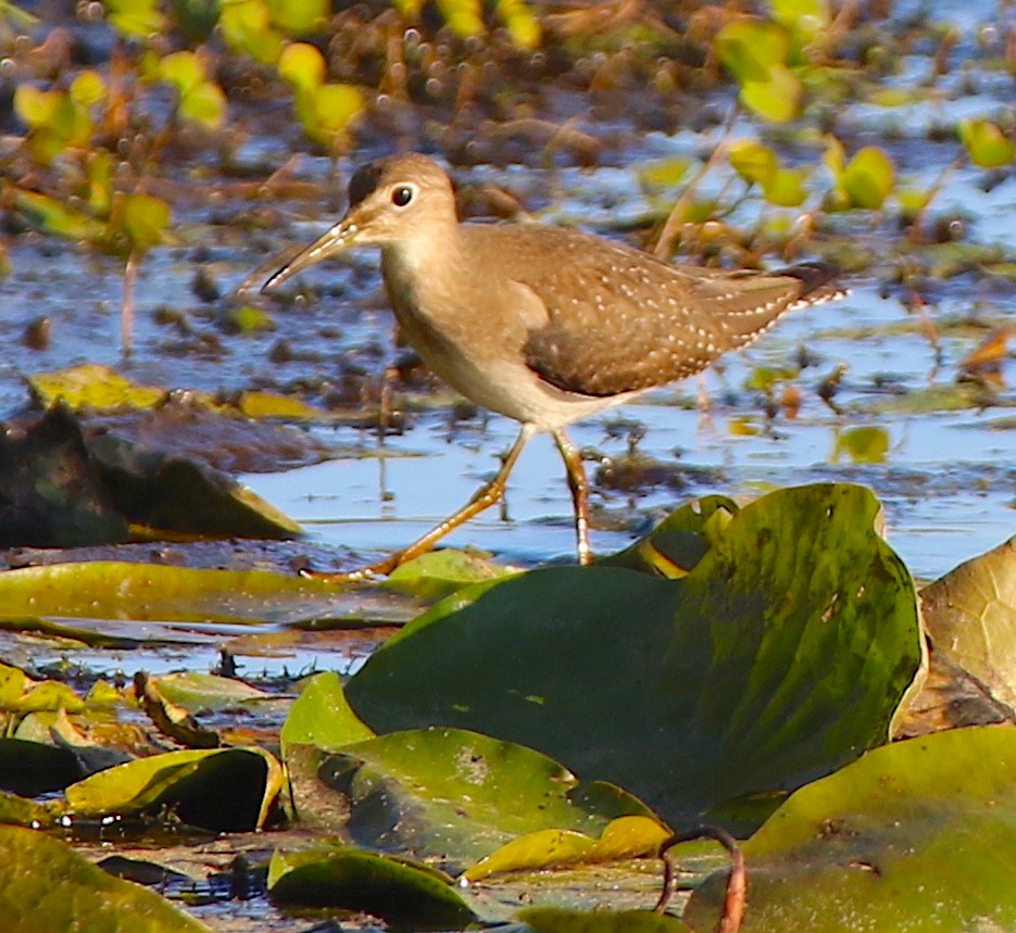 Solitary Sandpiper - ML623615882