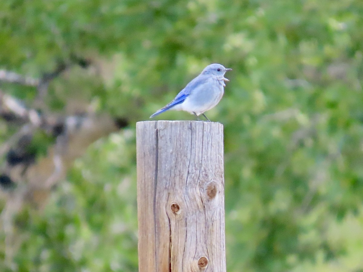 Mountain Bluebird - ML623615899