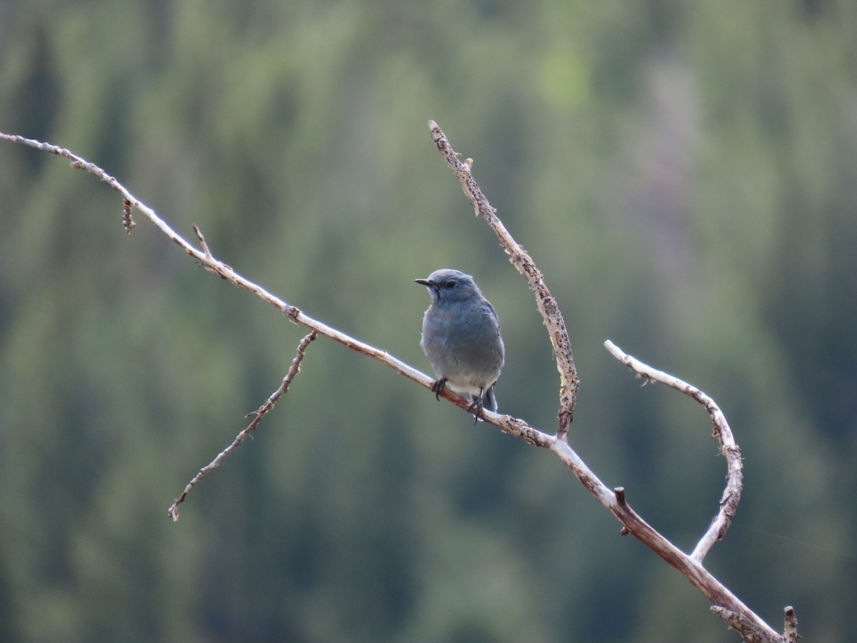 Mountain Bluebird - ML623615900