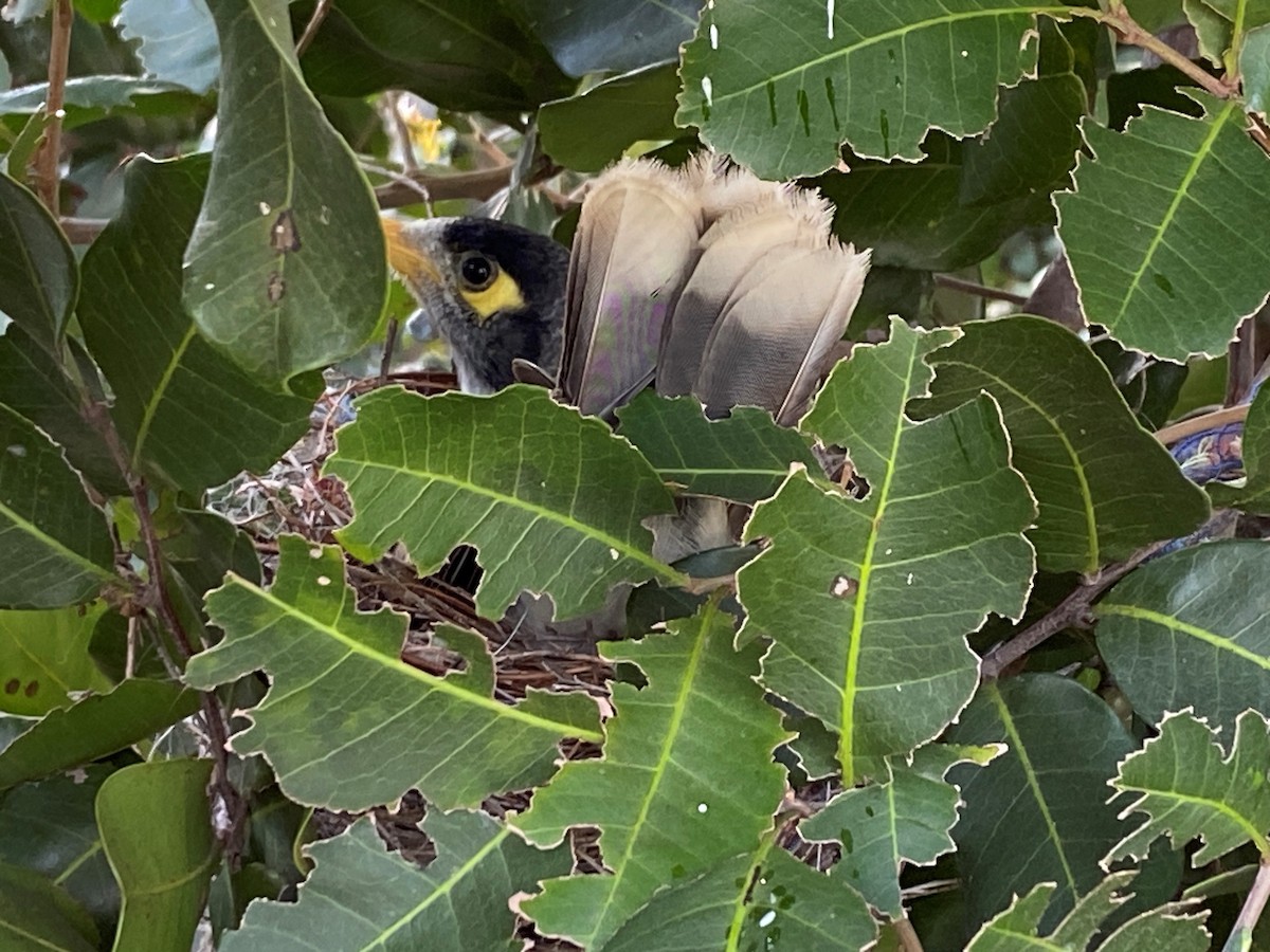 Noisy Miner - ML623615921