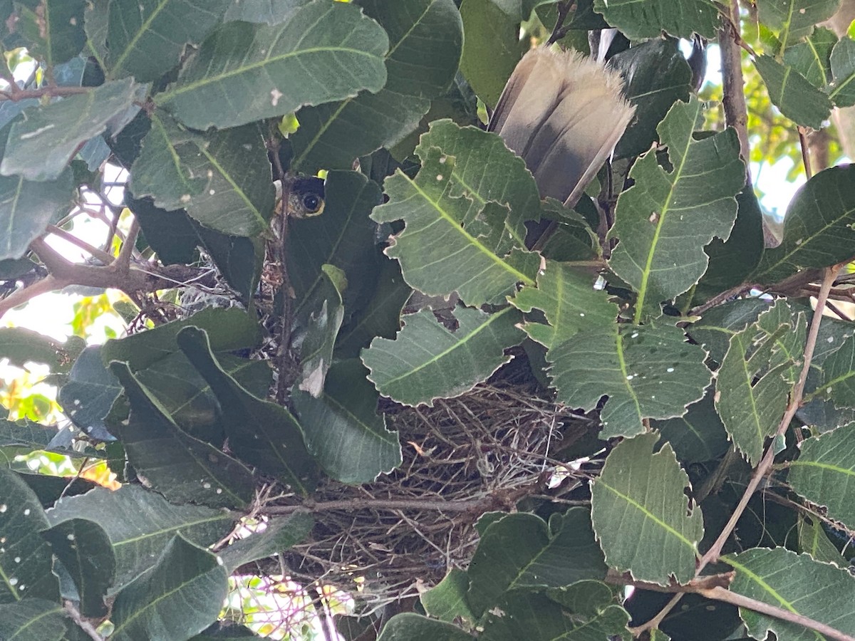 Noisy Miner - ML623615922