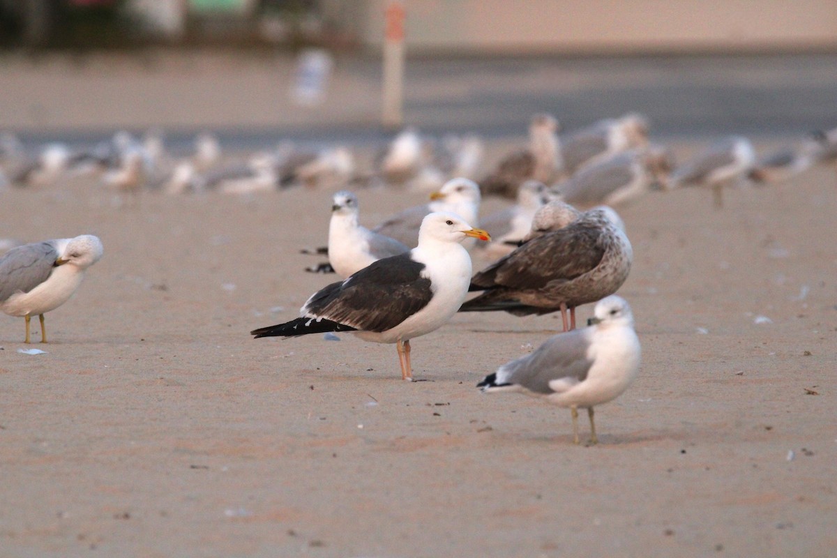 Gaviota Sombría - ML623615976