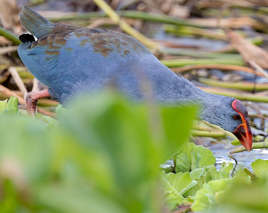 Philippine Swamphen - www.aladdin .st